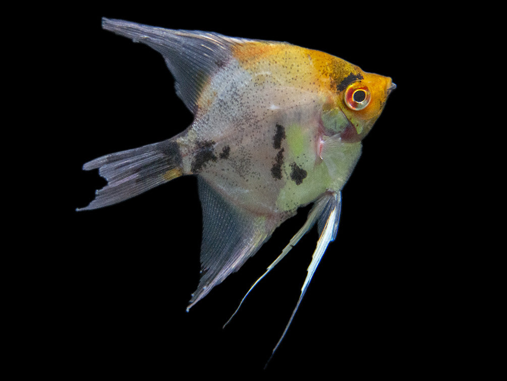 Koi Angelfish (Pterophyllum scalare) - Tank-Bred!