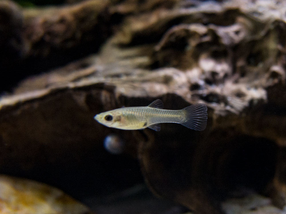 Koi Endler’s Livebearer (Poecilia wingei), Males and Females, Tank-Bred!