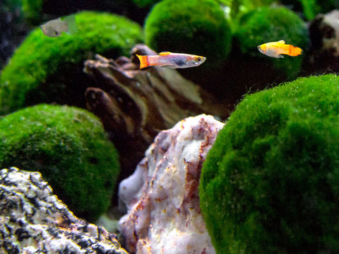 NATURAL Red Glass Rock AKA Red Jasper AKA Fire Stone - Aquarium / Terrarium  / Bonsai Stone