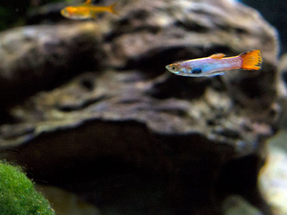 Koi Endler’s Livebearer (Poecilia wingei), Males and Females, Tank-Bred!