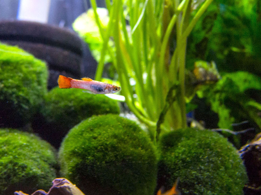 Koi Endler’s Livebearer (Poecilia wingei), Males and Females, Tank-Bred!