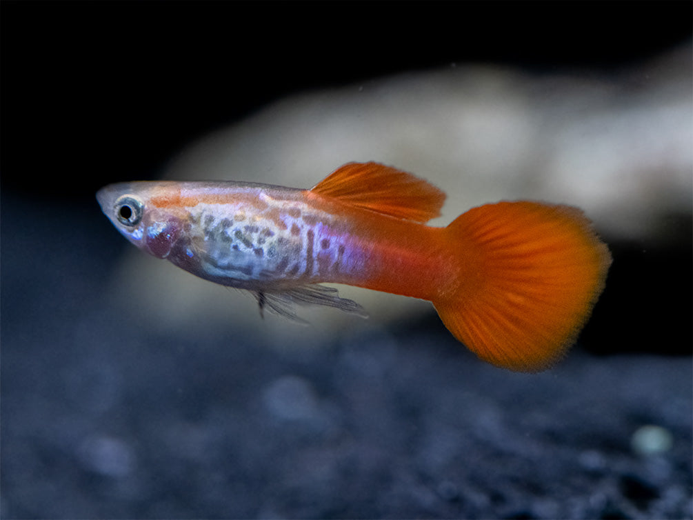 Koi Snakeskin Guppy (Poecilia reticulata), Tank-Bred!