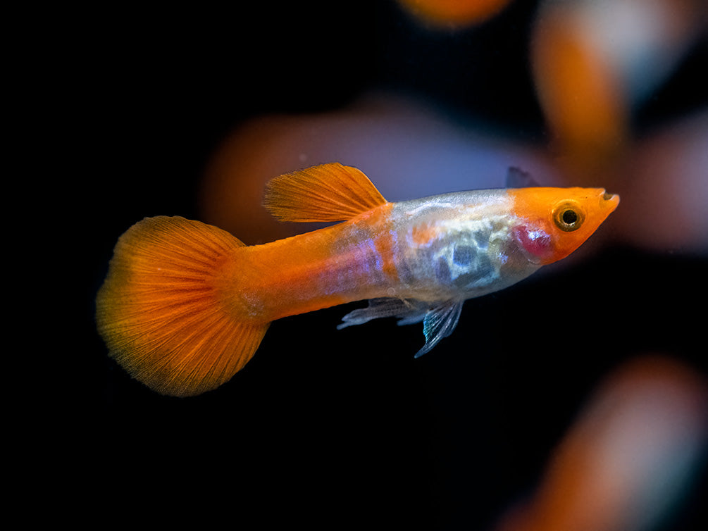 Koi Snakeskin Guppy (Poecilia reticulata), Tank-Bred!