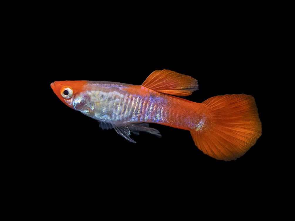 Koi Snakeskin Guppy (Poecilia reticulata), Tank-Bred!