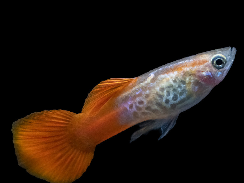 Koi Snakeskin Guppy (Poecilia reticulata), Tank-Bred!