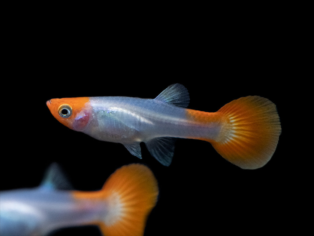 Koi Snakeskin Guppy (Poecilia reticulata), Tank-Bred!