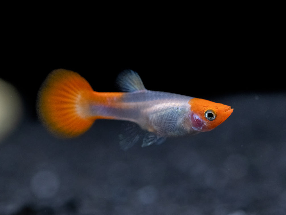 Koi Snakeskin Guppy (Poecilia reticulata), Tank-Bred!