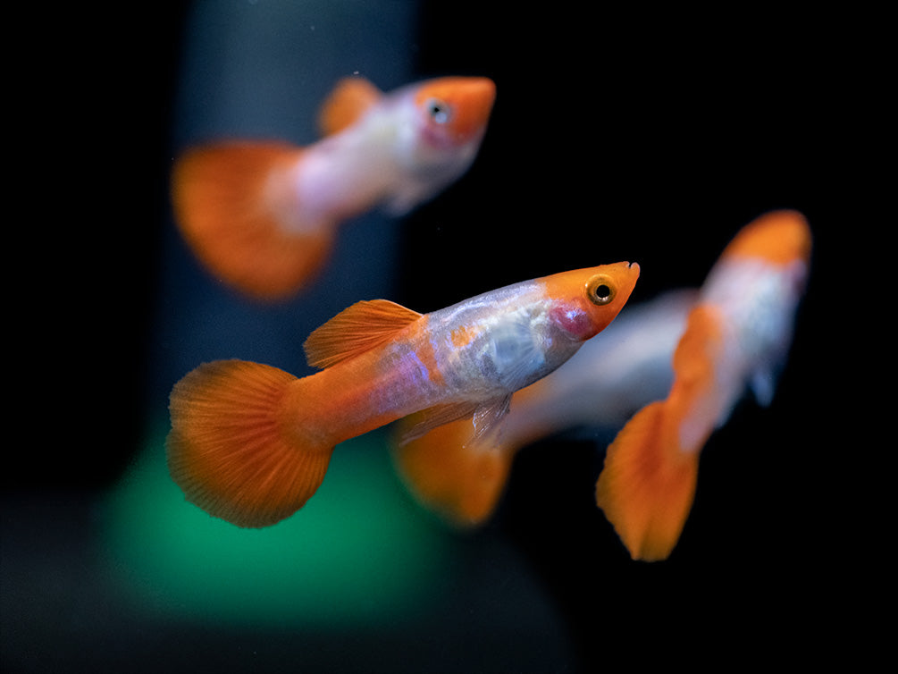 Koi Snakeskin Guppy (Poecilia reticulata), Tank-Bred!