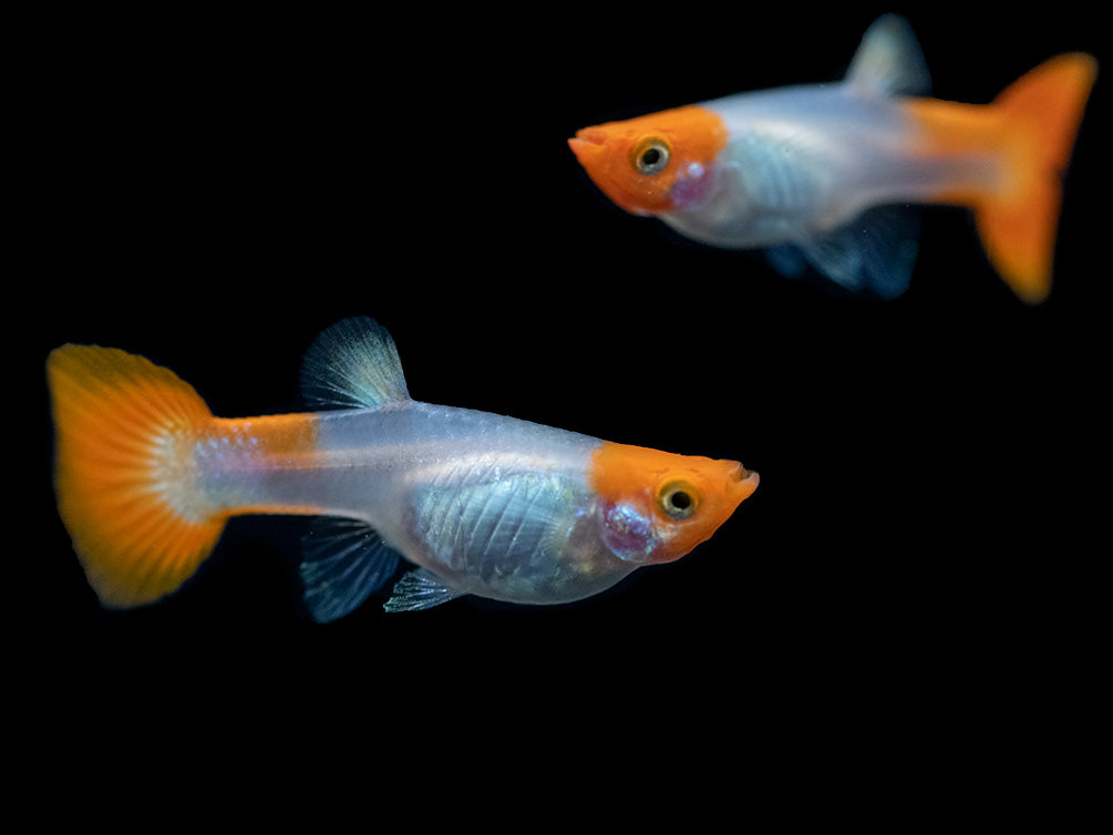 Koi Snakeskin Guppy (Poecilia reticulata), Tank-Bred!