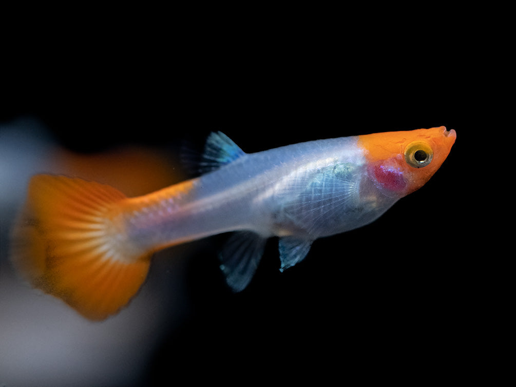 Koi Snakeskin Guppy (Poecilia reticulata), Tank-Bred!