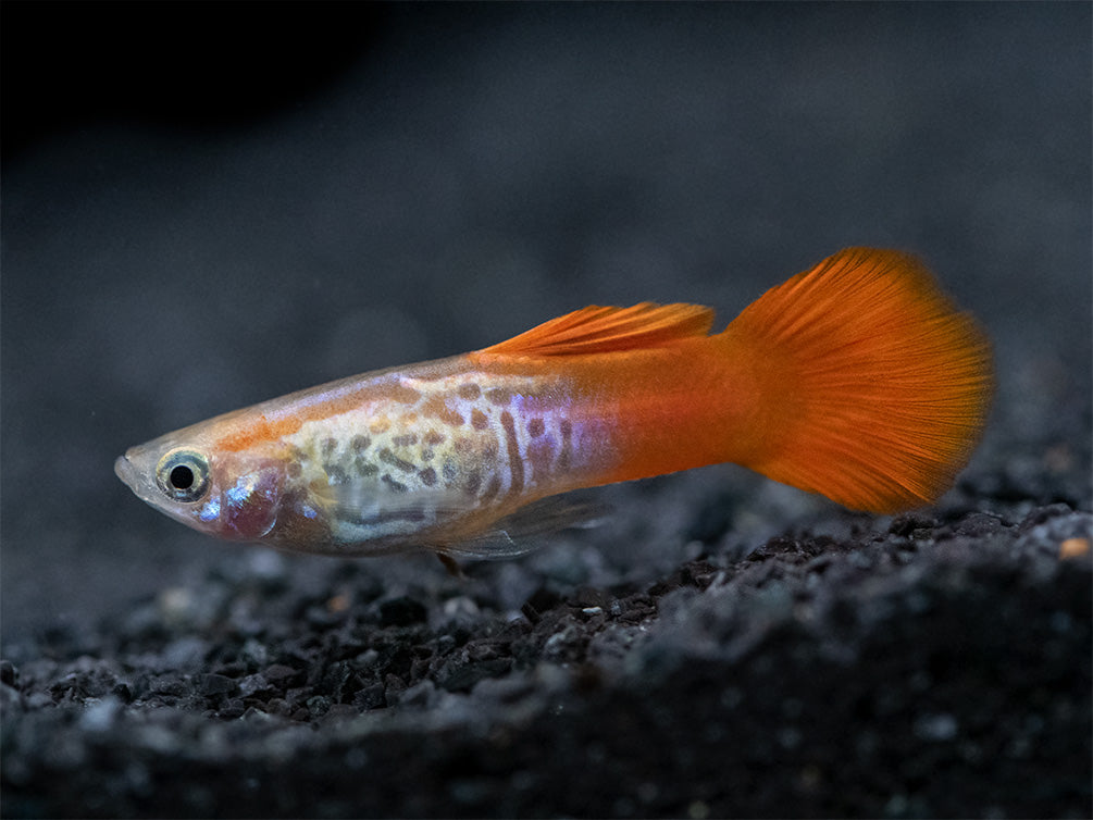 Koi Snakeskin Guppy (Poecilia reticulata), Tank-Bred!