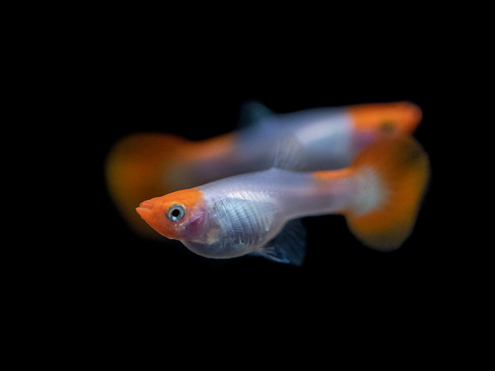 Koi Snakeskin Guppy (Poecilia reticulata), Tank-Bred!