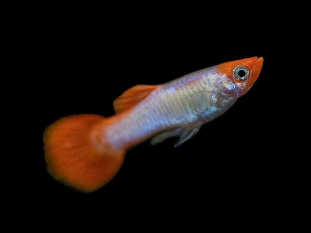 Koi Snakeskin Guppy (Poecilia reticulata), Tank-Bred!