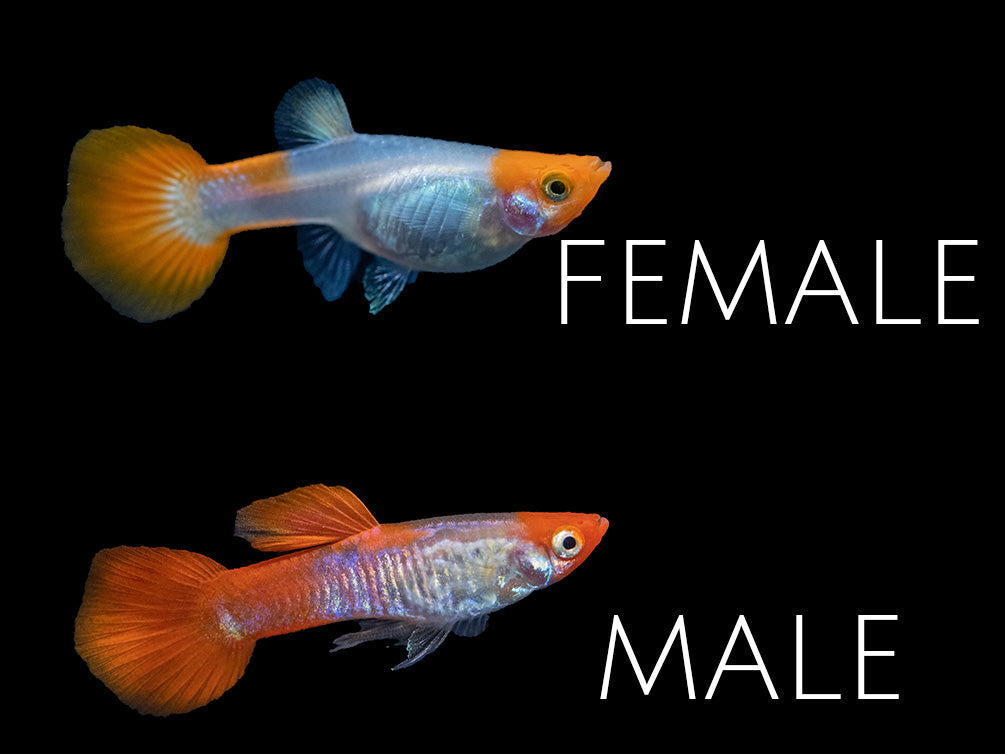 https://aquaticarts.com/cdn/shop/products/Koi-Snakeskin-Guppy-Small-MALE-FEMALE-SPLIT_1200x1200.jpg?v=1607112884