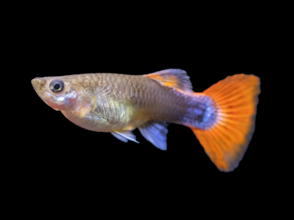 Koi Tuxedo Guppy (Poecilia reticulata), Tank-Bred!