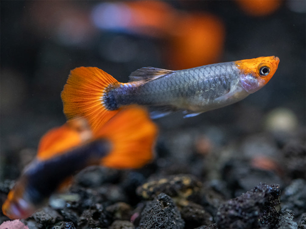 Koi Tuxedo Guppy (Poecilia reticulata), Tank-Bred!