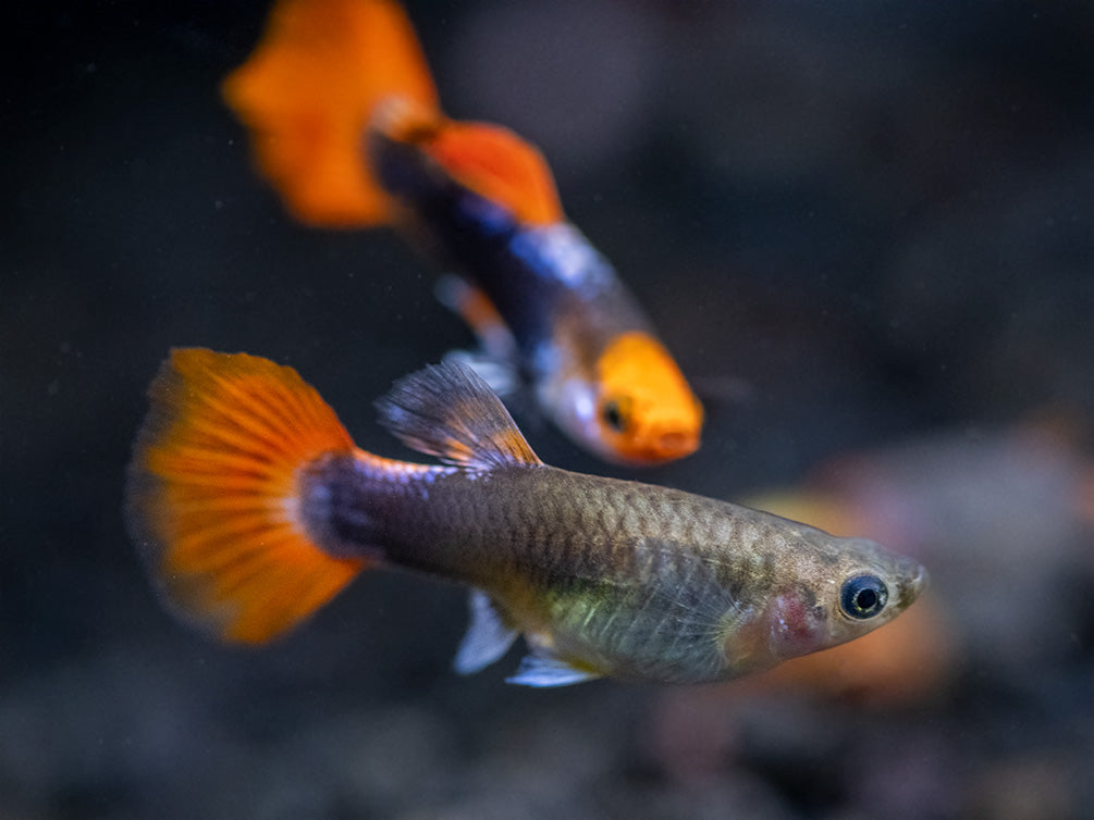 Koi Tuxedo Guppy (Poecilia reticulata), Tank-Bred!