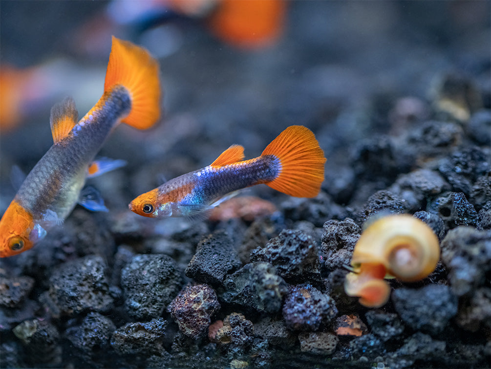 Koi Tuxedo Guppy (Poecilia reticulata), Tank-Bred!