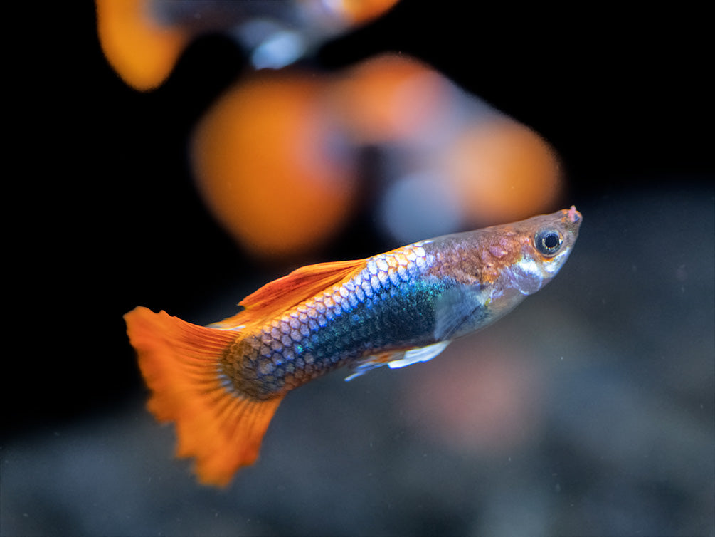 Koi Tuxedo Guppy (Poecilia reticulata), Tank-Bred!