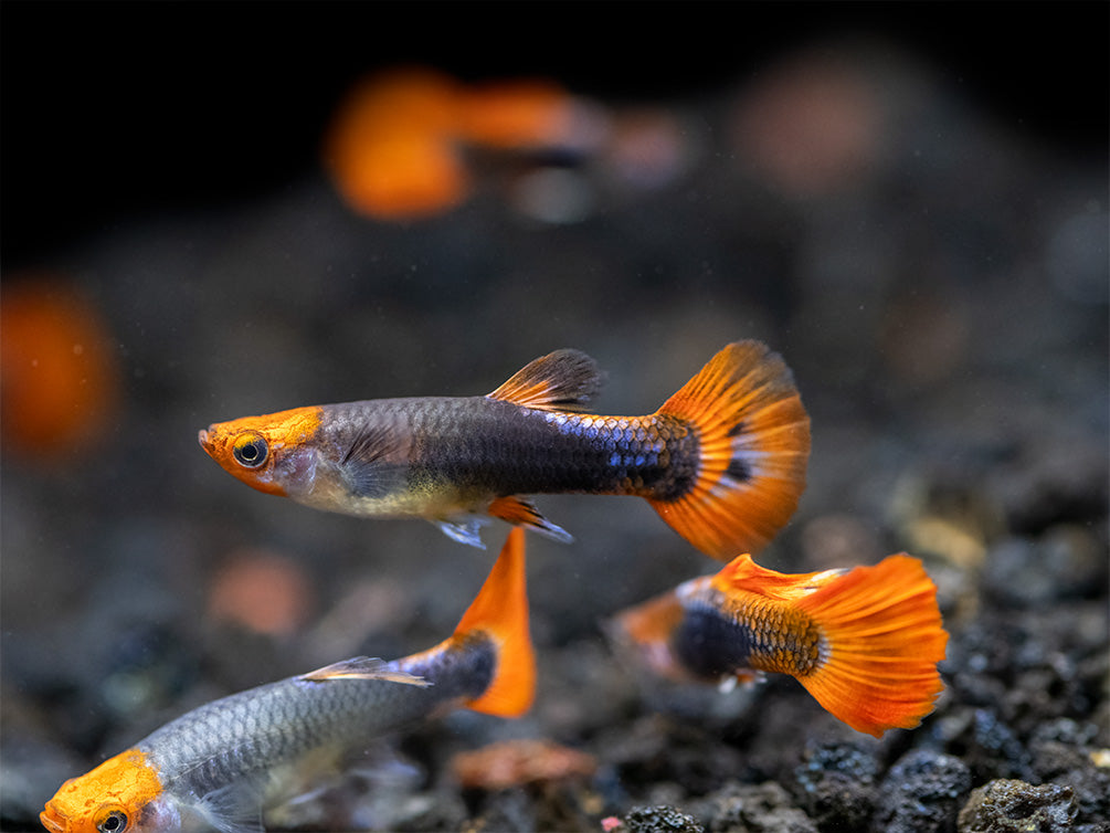 Koi Tuxedo Guppy (Poecilia reticulata), Tank-Bred!