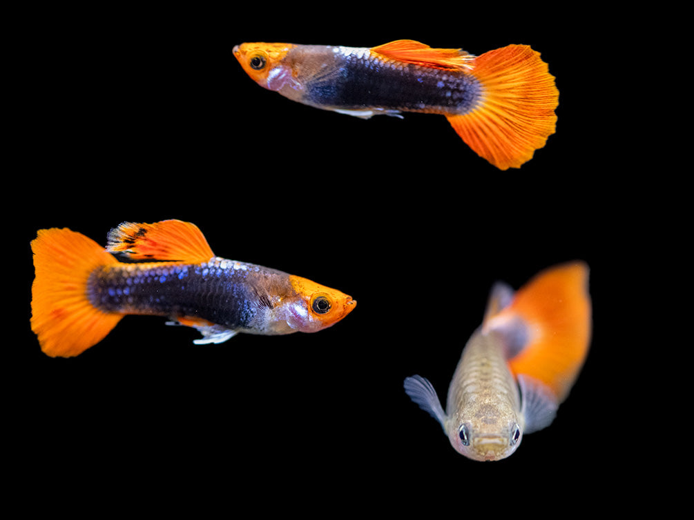 Koi Tuxedo Guppy (Poecilia reticulata), Tank-Bred!