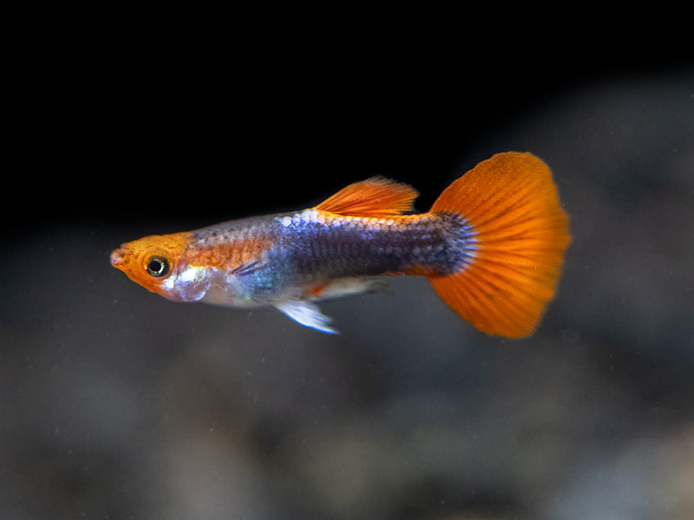 Koi Tuxedo Guppy (Poecilia Reticulata), Tank-Bred! - Aquatic Arts On Sale  Today For $ 27.99 |