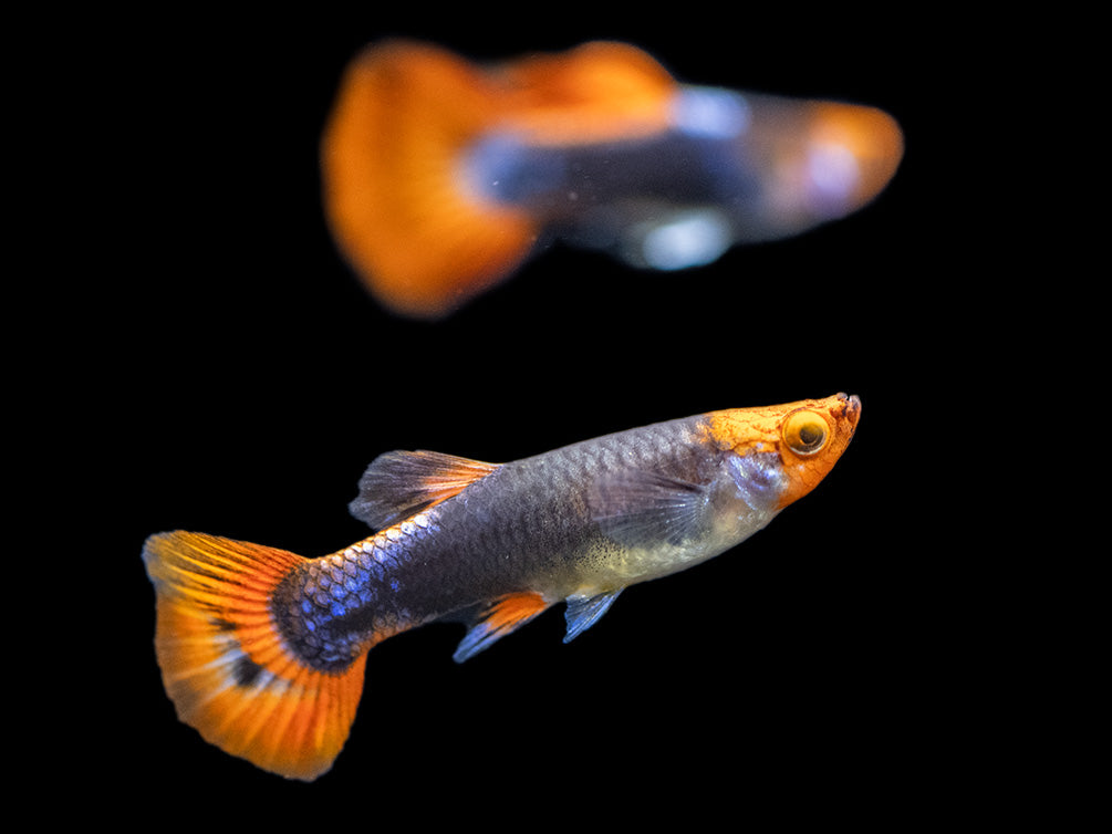 Koi Tuxedo Guppy (Poecilia reticulata), Tank-Bred!