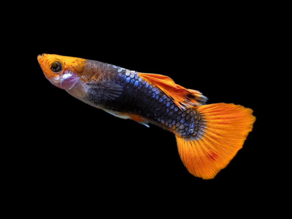 Koi Tuxedo Guppy (Poecilia reticulata), Tank-Bred!