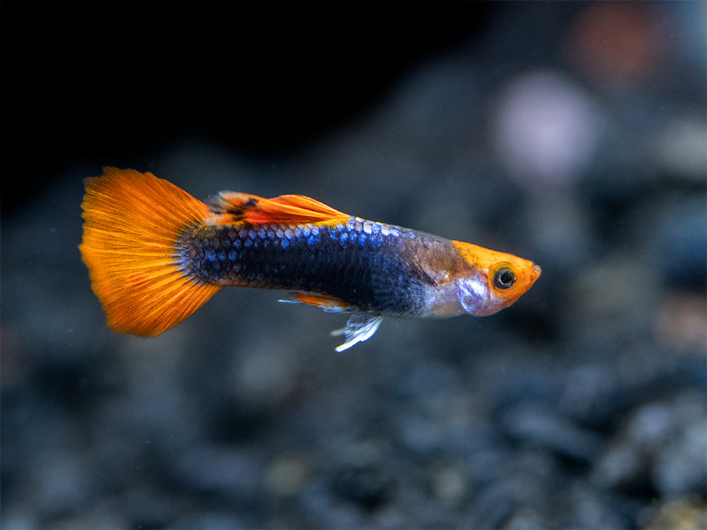 Koi Tuxedo Guppy (Poecilia reticulata), Tank-Bred!