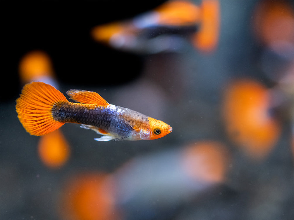 Koi Tuxedo Guppy (Poecilia reticulata), Tank-Bred!