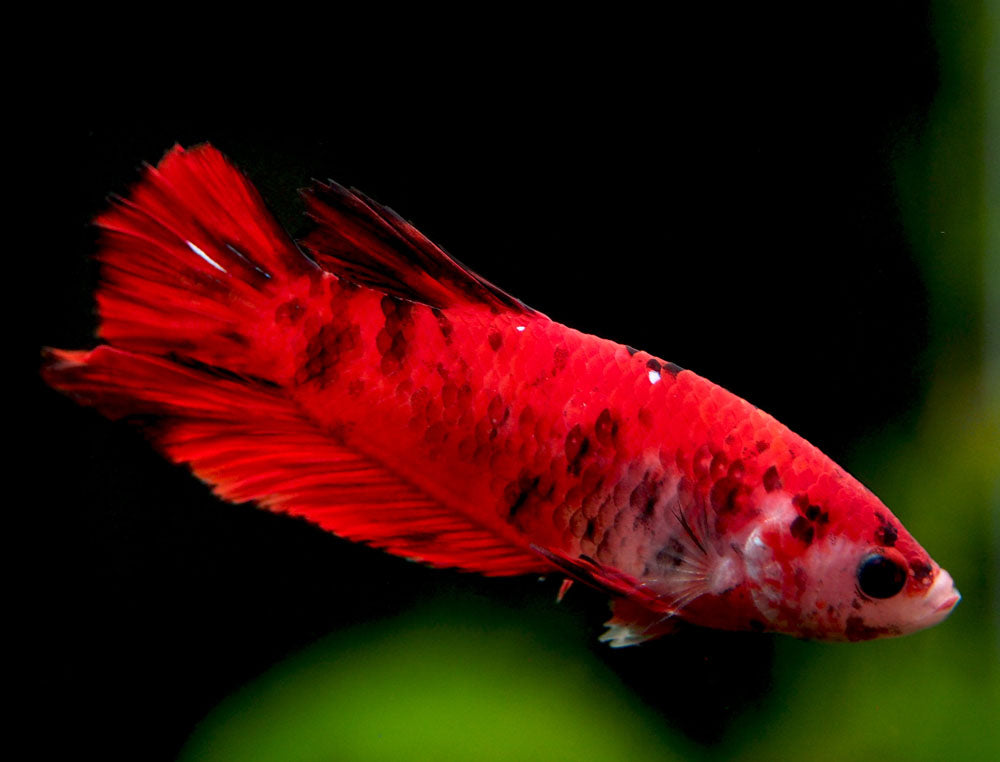 Assorted Koi Plakat Betta (Betta splendens) - Tank-Bred!