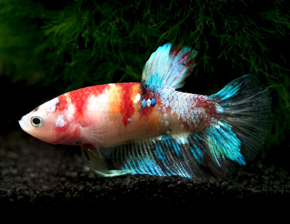 Assorted Koi Plakat Betta (Betta splendens) - Tank-Bred!