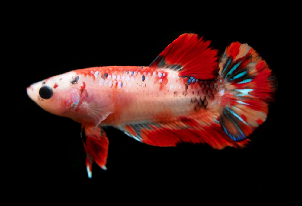 Assorted Koi Plakat Betta (Betta splendens) - Tank-Bred!