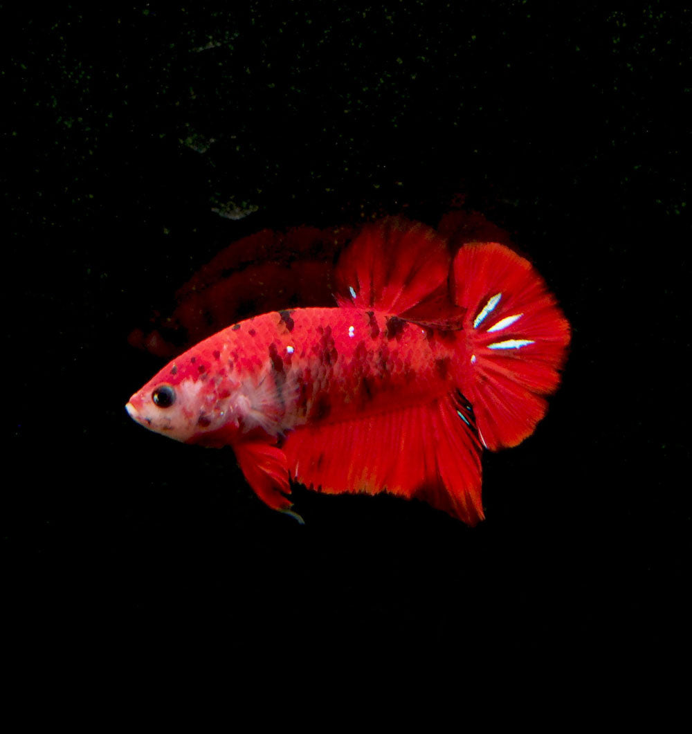 Assorted Koi Plakat Betta (Betta splendens) - Tank-Bred!