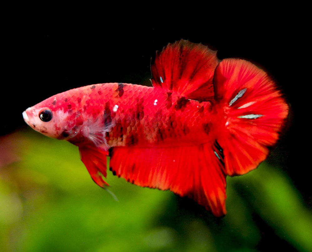 Assorted Koi Plakat Betta (Betta splendens) - Tank-Bred!