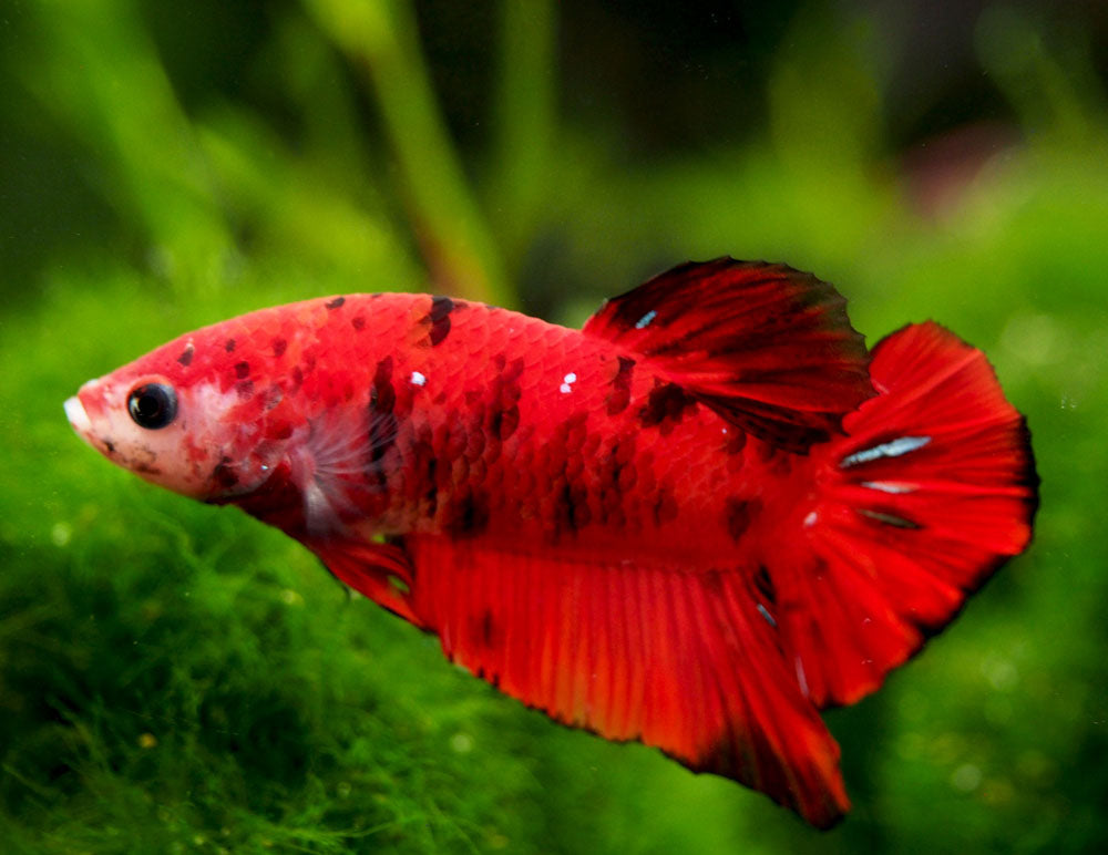 Assorted Koi Plakat Betta (Betta splendens) - Tank-Bred!