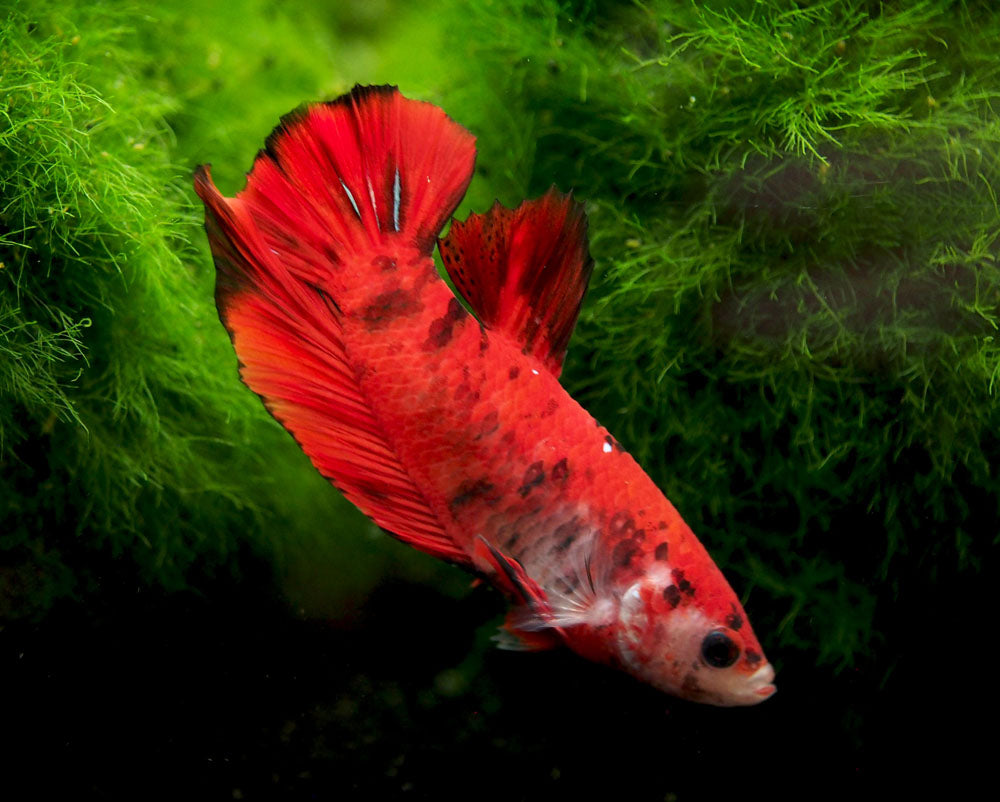 Assorted Koi Plakat Betta (Betta splendens) - Tank-Bred!