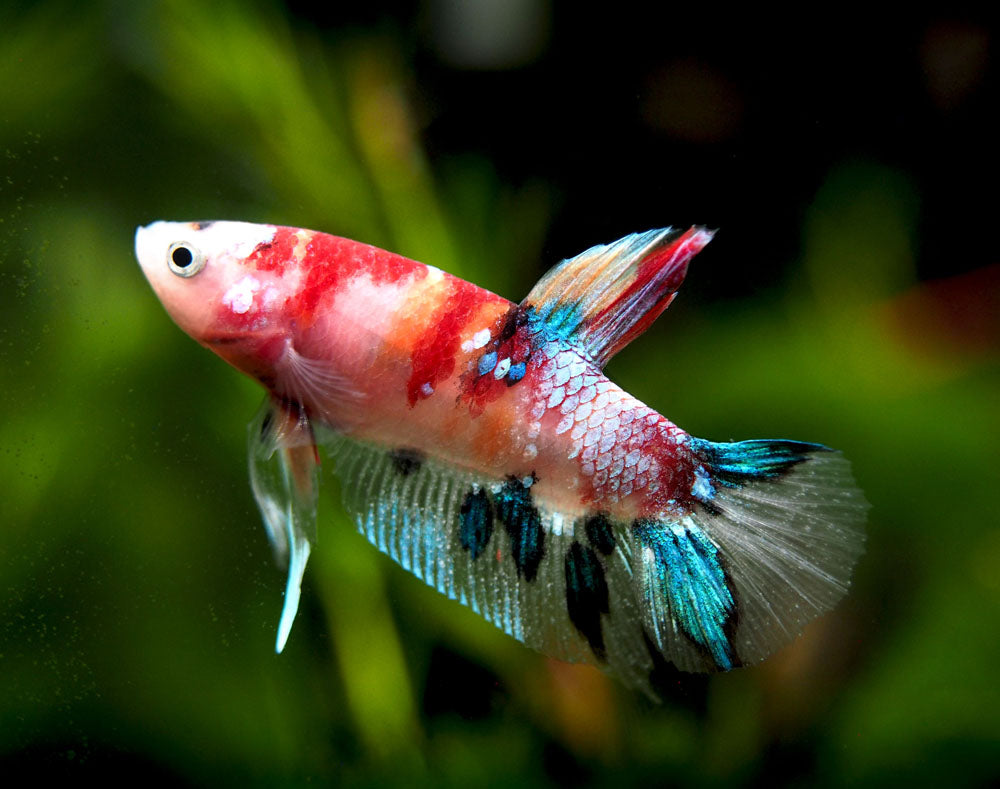 Assorted Koi Plakat Betta (Betta splendens) - Tank-Bred!