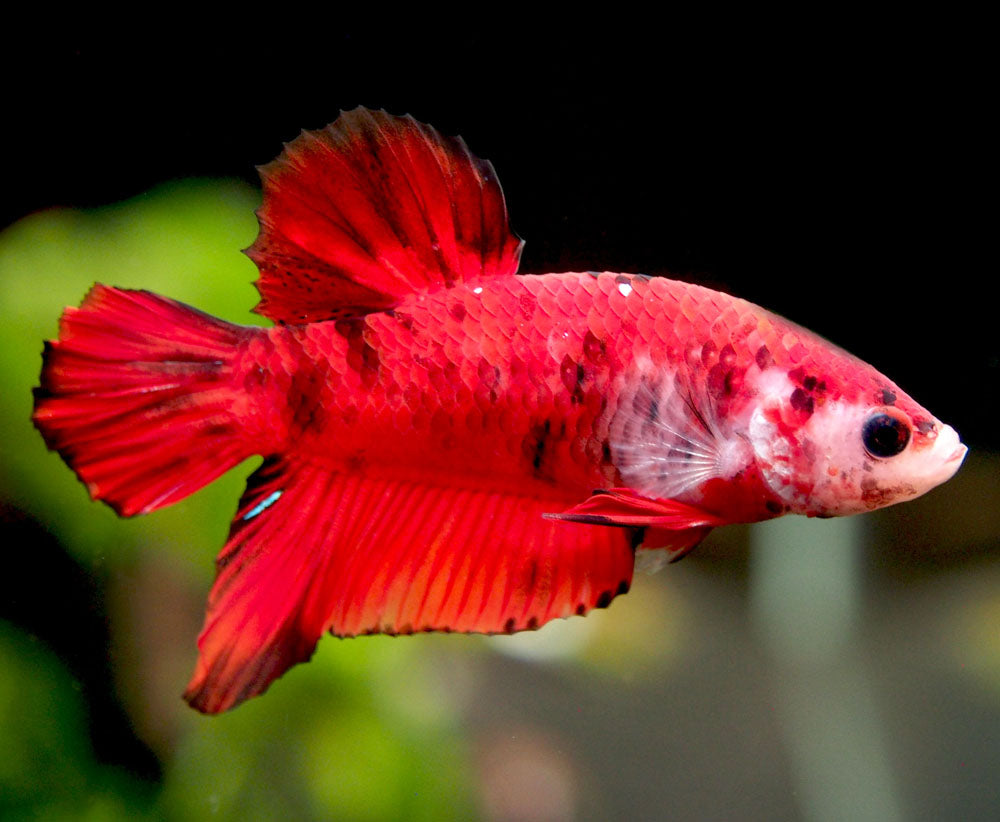 Assorted Koi Plakat Betta (Betta splendens) - Tank-Bred!