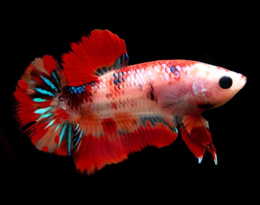 Assorted Koi Plakat Betta (Betta splendens) - Tank-Bred!