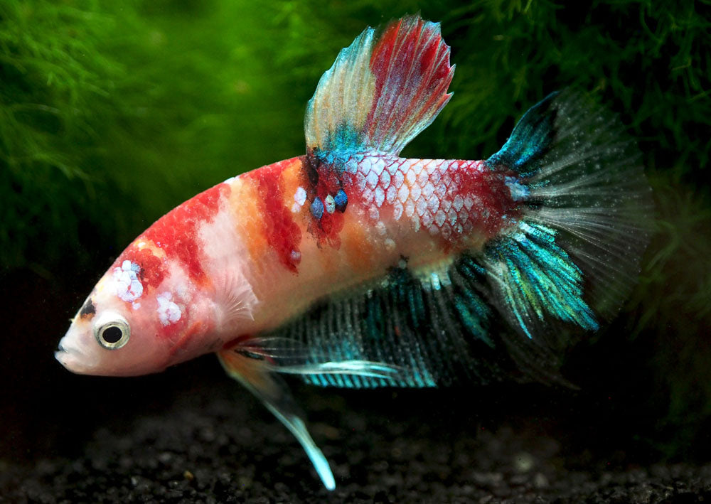 Assorted Koi Plakat Betta (Betta splendens) - Tank-Bred!