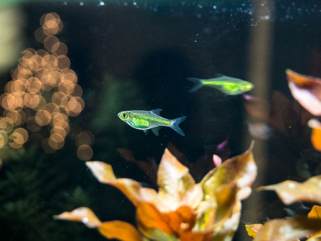 Kubotai Rasbora (Microdevario kubotai), Tank-Bred