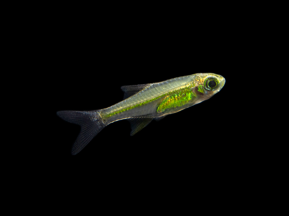 Tank-bred Kubotai Rasbora (Microdevario kubotai) displaying brilliant neon green coloration in a planted freshwater aquarium.