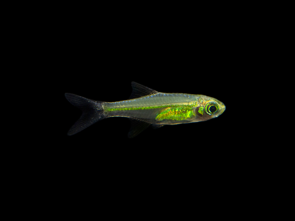 Microdevario Kubotai Rasbora (Microdevario kubotai), Tank-Bred – Aquatic Arts