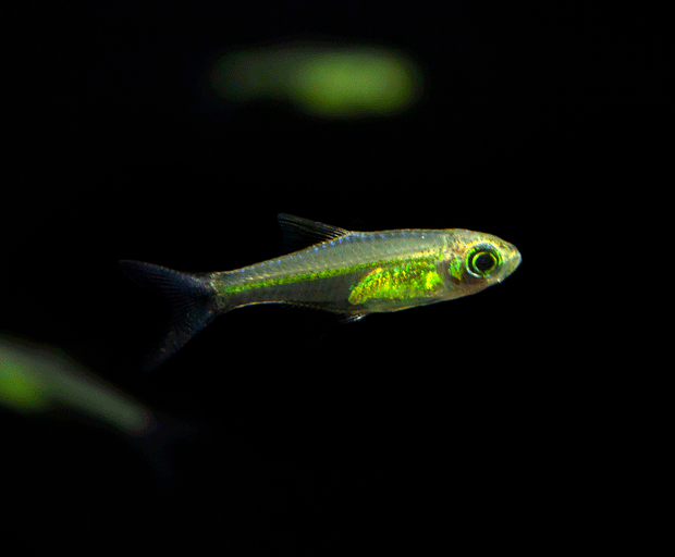 Microdevario Kubotai Rasbora (Microdevario kubotai), Tank-Bred – Aquatic Arts