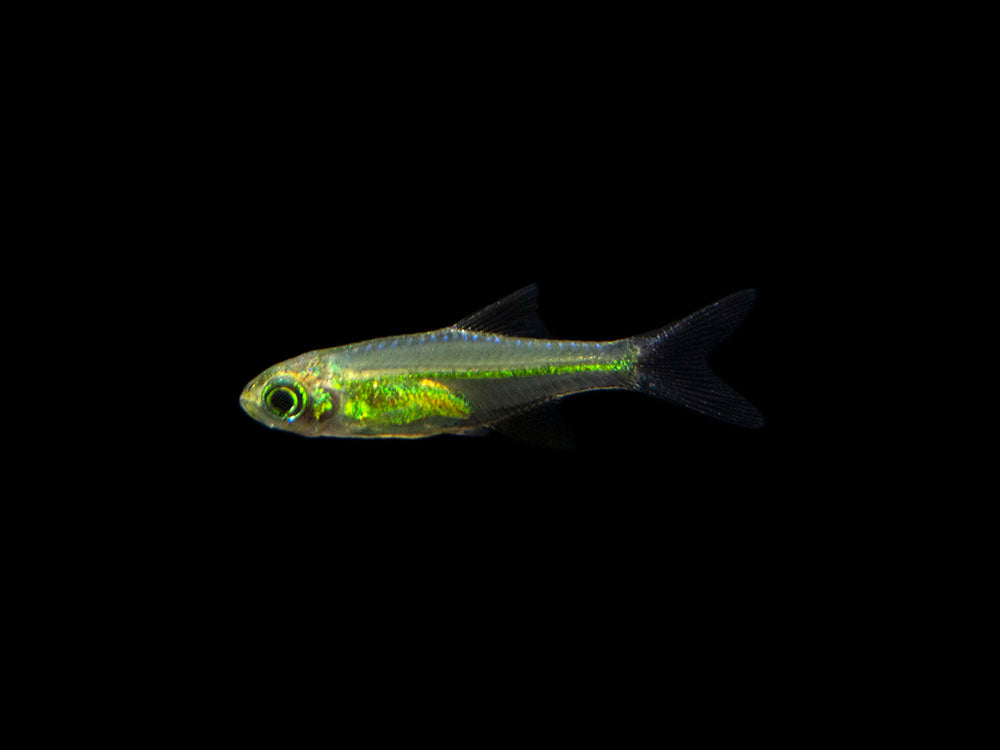 Kubotai Rasbora (Microdevario kubotai), Tank-Bred
