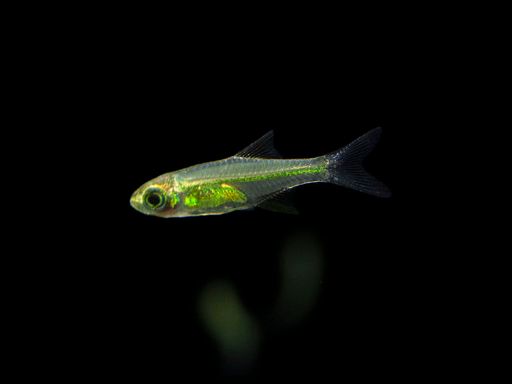 Microdevario Kubotai Rasbora (Microdevario kubotai), Tank-Bred – Aquatic Arts