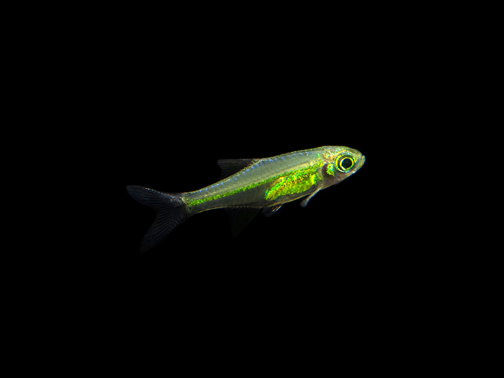 Microdevario Kubotai Rasbora (Microdevario kubotai), Tank-Bred – Aquatic Arts