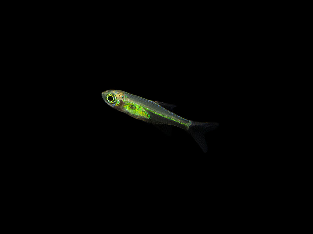 Kubotai Rasbora (Microdevario kubotai), Tank-Bred