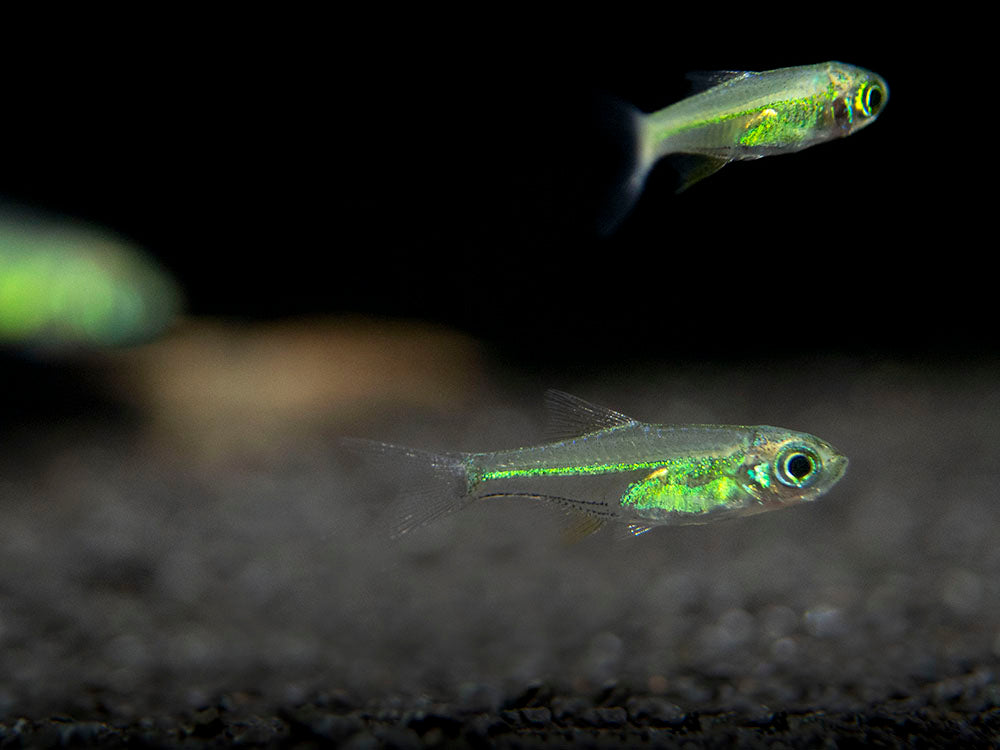 Neon Green Rasbora